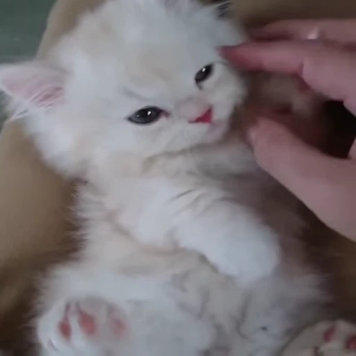 Стикерпак Video Cats для Telegram — скачать
