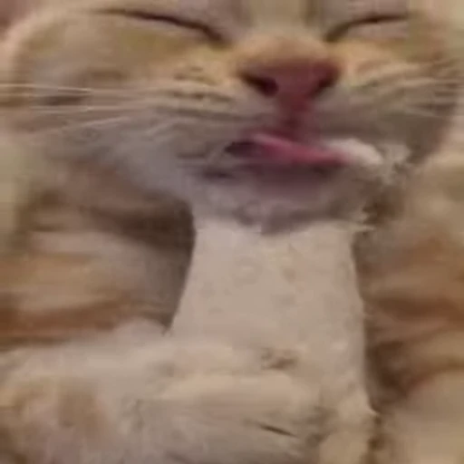 😻 Стикер «Video Cats» для Telegram