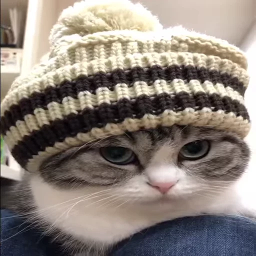 😻 Стикер «Video Cats» для Telegram