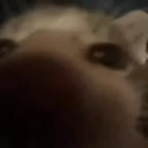 😻 Стикер «Video Cats» для Telegram