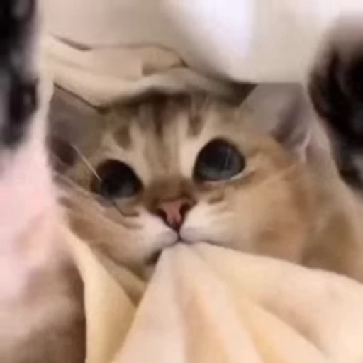 😻 Стикер «Video Cats» для Telegram