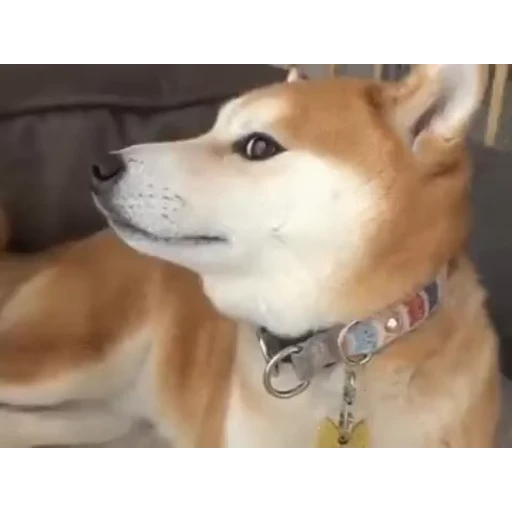 🐕 Стикер «Video pack» для Telegram