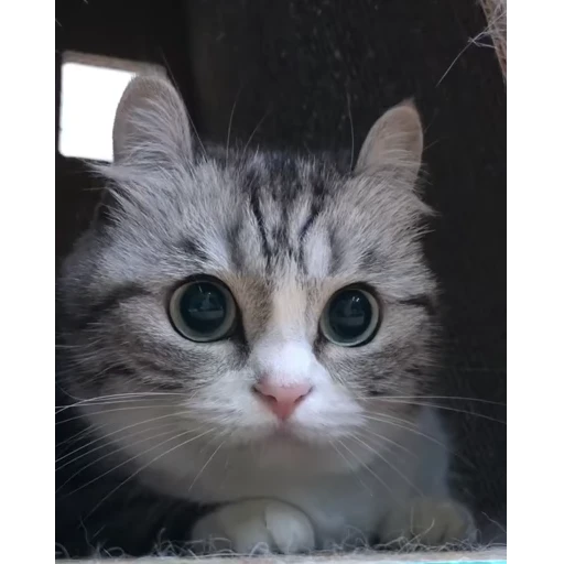 😳 Стикер «Video pack» для Telegram