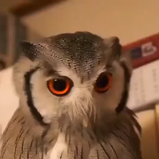 🦉 Стикер «Video pack» для Telegram