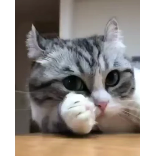 😏 Стикер «Video pack» для Telegram