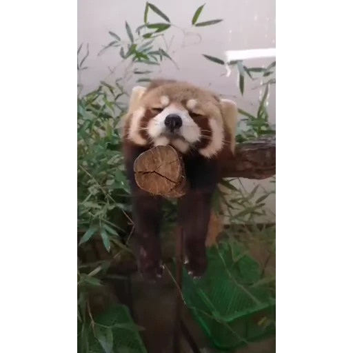 ☺️ Стикер «Video pack» для Telegram