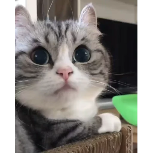 🥺 Стикер «Video pack» для Telegram