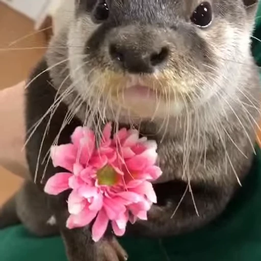 🌺 Стикер «Videostickers_Kinaki» для Telegram