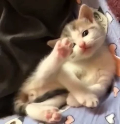 🤚 Стикер «vid» для Telegram