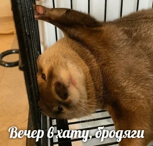 😁 Стикер «Выдра тоже любит» для Telegram