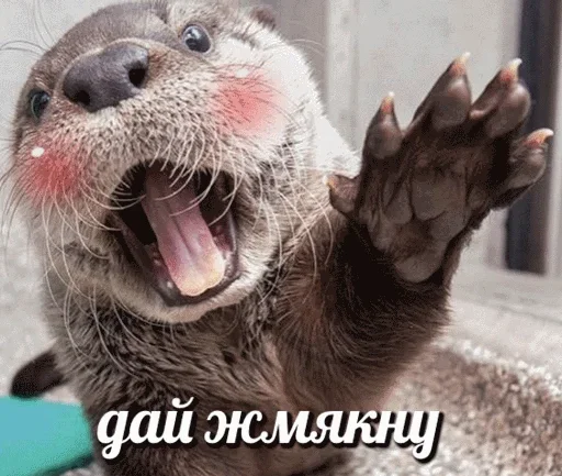 😁 Стикер «Выдра тоже любит» для Telegram