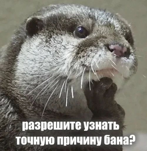 😄 Стикер «Выдра тоже любит» для Telegram
