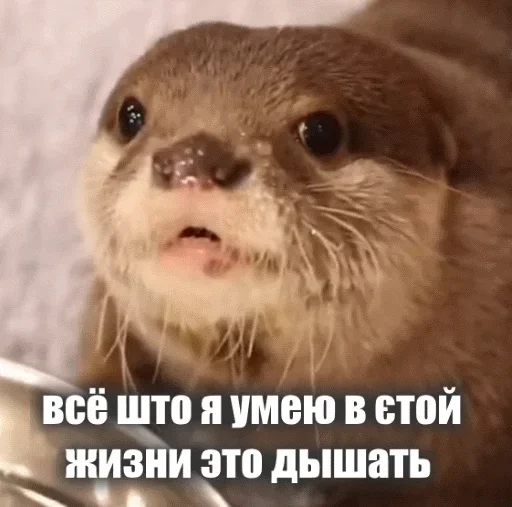 😛 Стикер «Выдра тоже любит» для Telegram