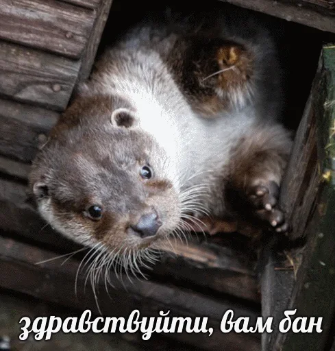 😊 Стикер «Выдра тоже любит» для Telegram
