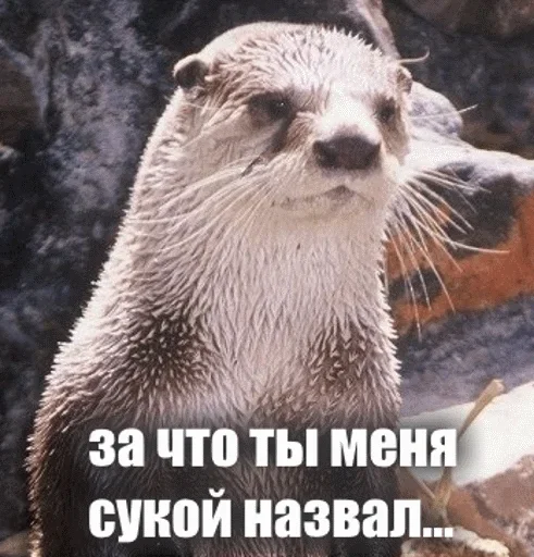 😊 Стикер «Выдра тоже любит» для Telegram