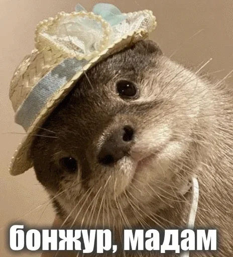 🥰 Стикер «Выдра тоже любит» для Telegram