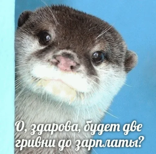 😊 Стикер «Выдра тоже любит» для Telegram