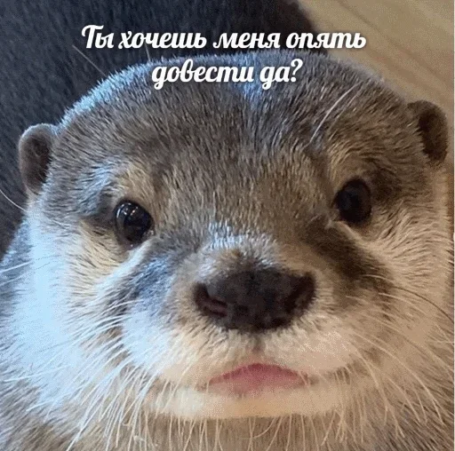 ☺️ Стикер «Выдра тоже любит» для Telegram