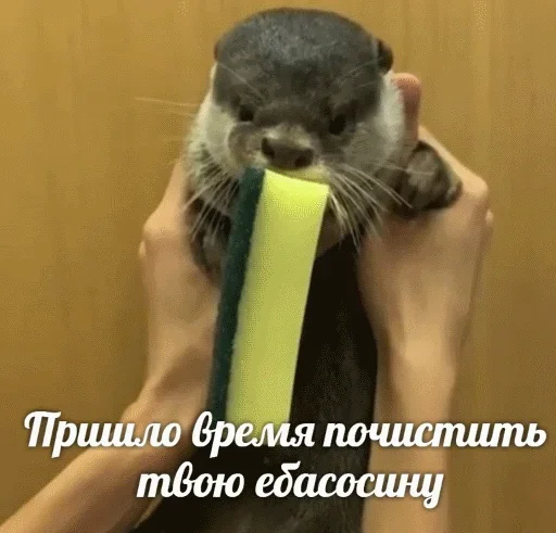 🙁 Стикер «Выдра тоже любит» для Telegram