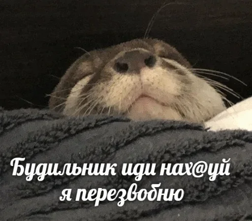 😊 Стикер «Выдра тоже любит» для Telegram