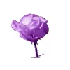 🤩 Эмодзи «𝑉𝑖𝑜𝑙𝑒𝑡 𝑀𝑜𝑜𝑛𝑙𝑖𝑔ℎ𝑡» для Telegram