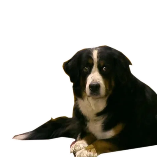 🐶 Стикер «Счастливы Вместе» для Telegram