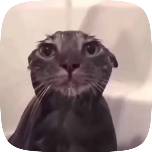 😺 Стикер «Мемы и реакции» для Telegram