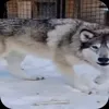 🤩 Эмодзи «Волчатко» для Telegram