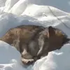 🤩 Эмодзи «Волчатко» для Telegram