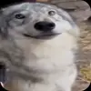 🤩 Эмодзи «Волчатко» для Telegram