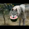 🤩 Эмодзи «Волчатко» для Telegram
