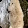 🤩 Эмодзи «Волчатко» для Telegram