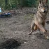 🤩 Эмодзи «Волчатко» для Telegram