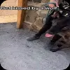🤩 Эмодзи «Волчатко» для Telegram