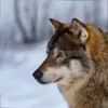 🤩 Эмодзи «Волчатко» для Telegram