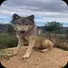 🤩 Эмодзи «Волчатко» для Telegram