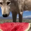 🤩 Эмодзи «Волчатко» для Telegram