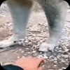 🤩 Эмодзи «Волчатко» для Telegram