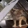 🤩 Эмодзи «Волчатко» для Telegram