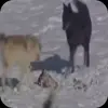 🤩 Эмодзи «Волчатко» для Telegram