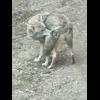 🤩 Эмодзи «Волчатко» для Telegram