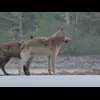 🤩 Эмодзи «Волчатко» для Telegram