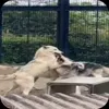 🤩 Эмодзи «Волчатко» для Telegram