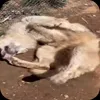 🤩 Эмодзи «Волчатко» для Telegram