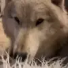 🤩 Эмодзи «Волчатко» для Telegram