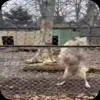 🤩 Эмодзи «Волчатко» для Telegram
