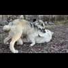 🤩 Эмодзи «Волчатко» для Telegram