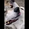 🤩 Эмодзи «Волчатко» для Telegram