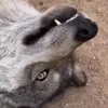 🙈 Эмодзи «Волчатко» для Telegram