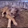 🤩 Эмодзи «Волчатко» для Telegram